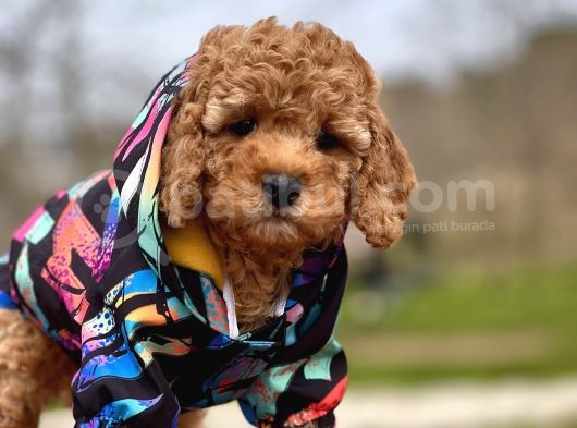 Birbirinden Güzel Toy Poodle Yavrular görsel