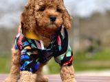 Birbirinden Güzel Toy Poodle Yavrular