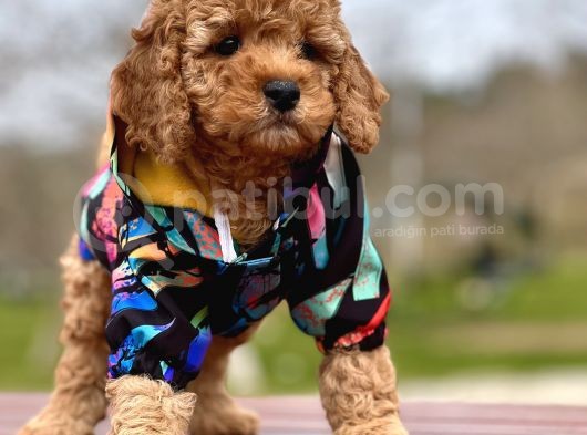 Birbirinden Güzel Toy Poodle Yavrular görsel