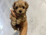 MUHTEŞEM KALİTEDE MALTİPOO YAVRULARI