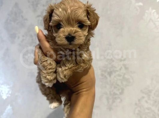 Muhteşem Kali̇tede Malti̇poo Yavrulari