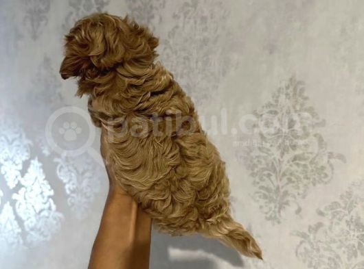 Muhteşem Kali̇tede Malti̇poo Yavrulari görsel