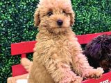 DİZAYN IRK RED MALTİPOO YAVRULARI