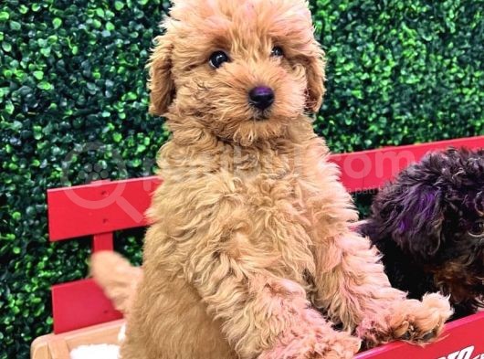 Di̇zayn Irk Red Malti̇poo Yavrulari