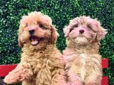 Di̇zayn Irk Red Malti̇poo Yavrulari