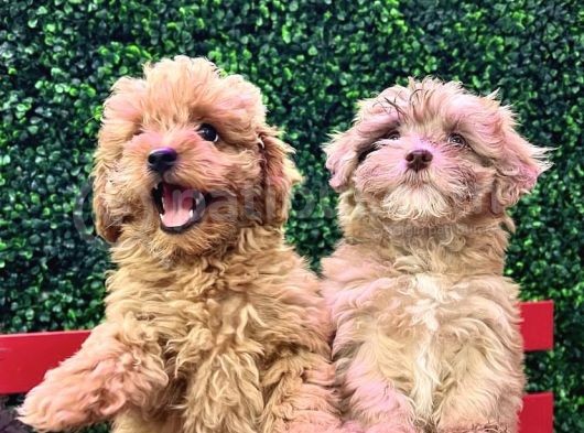 Di̇zayn Irk Red Malti̇poo Yavrulari görsel