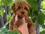 Red Safkan Poodle Yavrulari