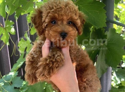 Red Safkan Poodle Yavrulari görsel