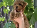 Red Safkan Poodle Yavrulari