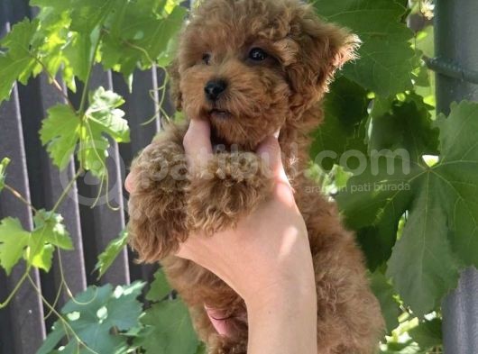Red Safkan Poodle Yavrulari görsel