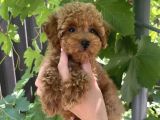 RED SAFKAN POODLE YAVRULARI