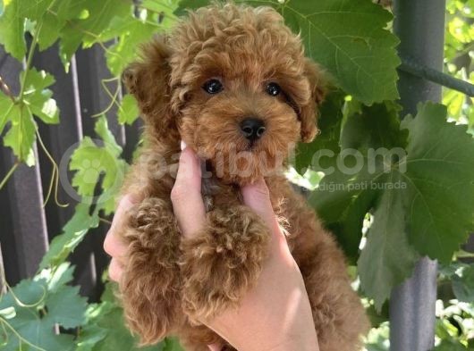 Red Safkan Poodle Yavrulari