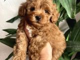Mi̇ni̇ Boy Malti̇poo Yavrulari