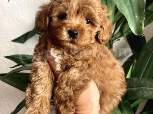Mi̇ni̇ Boy Malti̇poo Yavrulari görsel