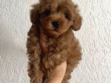 MİNİ BOY MALTİPOO YAVRULARI