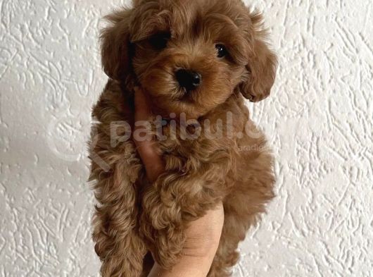 Mi̇ni̇ Boy Malti̇poo Yavrulari