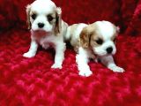 KALİTE KING CHARLES YAVRULAR 