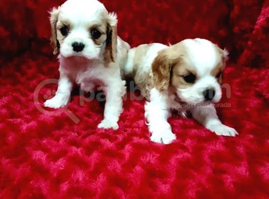 Kali̇te King Charles Yavrular 
