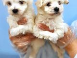 kARBEYAZ MALTESE TERRIER YAVRULAR