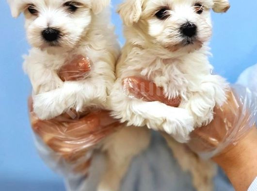 Karbeyaz Maltese Terrier Yavrular