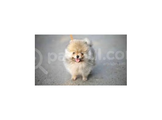 Pomerian Spitz Yavrular 