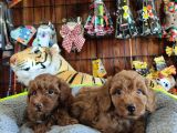 A Secere Mükemmel Güzelli̇kte Toy Poodle