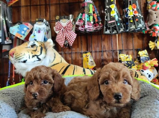A Secere Mükemmel Güzelli̇kte Toy Poodle görsel