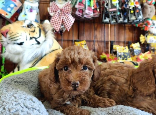 A Secere Mükemmel Güzelli̇kte Toy Poodle görsel