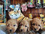 A Secere Mükemmel Güzelli̇kte Toy Poodle