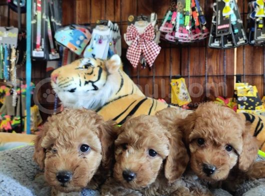 A Secere Mükemmel Güzelli̇kte Toy Poodle görsel