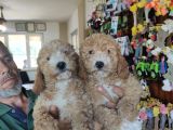 Her Renk Poodle Bebekleri̇mi̇z