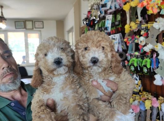 Her Renk Poodle Bebekleri̇mi̇z görsel
