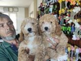 Her Renk Poodle Bebekleri̇mi̇z