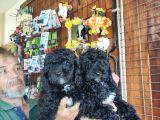 Her Renk Poodle Bebekleri̇mi̇z