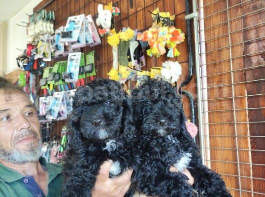 Her Renk Poodle Bebekleri̇mi̇z görsel