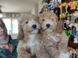HER RENK POODLE BEBEKLERİMİZ