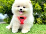 Safkan Pomeranian Boo Yavrularımız