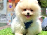 Safkan Pomeranian Boo Yavrularımız