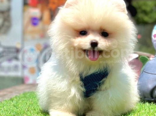 Safkan Pomeranian Boo Yavrularımız görsel