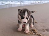 A KALİTE SAFKAN SİBİRYA KURDU HUSKY YAVRULAR