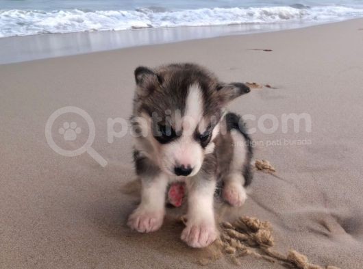 A Kali̇te Safkan Si̇bi̇rya Kurdu Husky Yavrular