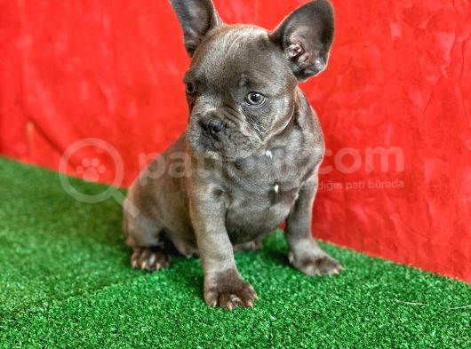 Muhteşem Güzellikte French Bulldog Blue Erkek Yavrumuz görsel