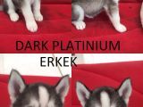 A Kali̇te Safkan Si̇bi̇rya Kurdu Husky Yavrular