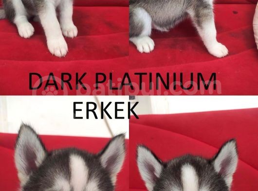 A Kali̇te Safkan Si̇bi̇rya Kurdu Husky Yavrular görsel