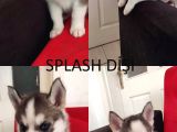 A Kali̇te Safkan Si̇bi̇rya Kurdu Husky Yavrular