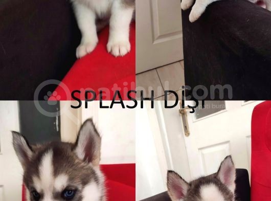 A Kali̇te Safkan Si̇bi̇rya Kurdu Husky Yavrular görsel