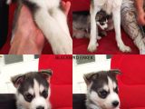 A Kali̇te Safkan Si̇bi̇rya Kurdu Husky Yavrular