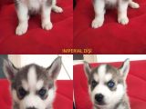 A Kali̇te Safkan Si̇bi̇rya Kurdu Husky Yavrular