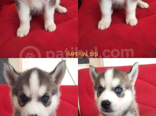 A Kali̇te Safkan Si̇bi̇rya Kurdu Husky Yavrular görsel