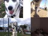 A Kali̇te Safkan Si̇bi̇rya Kurdu Husky Yavrular